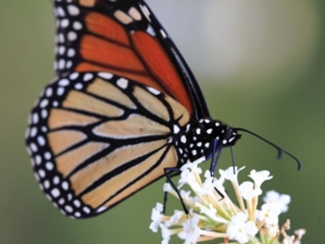 Światowy Dzień Ochrony Środowiska