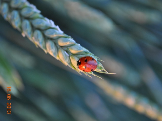 Głogoczów w czterech porach roku