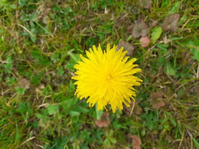 Syrop z mniszka