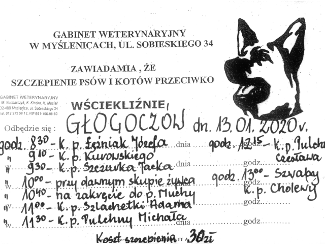 Szczepienie psów i kotów