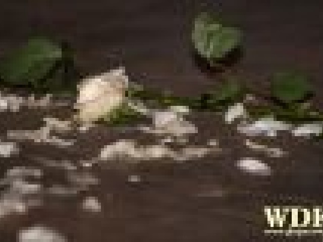 VI Przegląd Pieśni Patriotycznej I Żołnierskiej - Głogoczów 2009