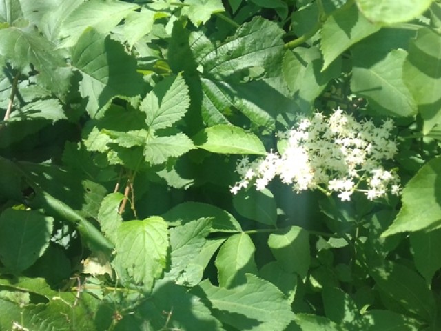 Sok z kwiatów czarnego bzu