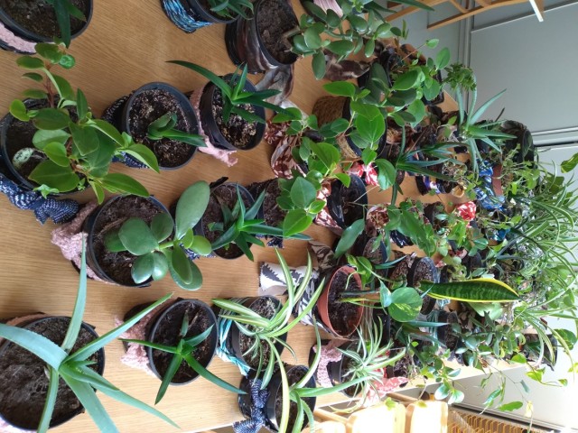 Wiejska Darmowa Kwiaciarnia