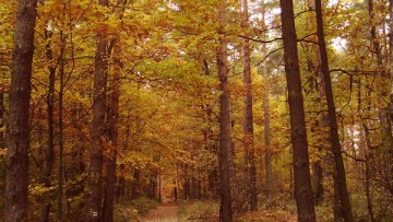 Piękno Głogoczowa 2014