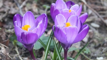 Głogoczów w roku 2015